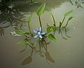 Heteranthera limosa -karttulehtilaji