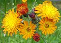 Orange hawkweed