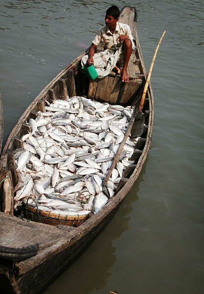 File:Hilsha Fish Boatload.jpg