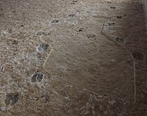 Huellas de camello extinto (Paracamellichnum jumillensis) sobre yeso del Yacimiento de la Hoya de la Sima (Jumilla - Murcia)