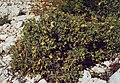 Hypericum aegypticum subsp. webbii