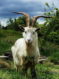 http://upload.wikimedia.org/wikipedia/commons/thumb/3/39/Irish_Goat.jpg/250px-Irish_Goat.jpg