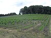 Blick auf den Weinberg in Jerischke