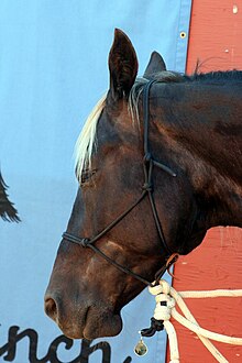Photographie en gros plan de la tête d'un cheval portant un licol éthologique