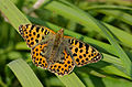 Kleine parelmoervlinder (Issoria lathonia) in het Holzwarchetal.