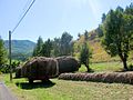 Abtransport der Lavendel-Ernte