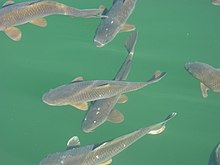 photo of several fish in the water