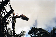 Land diving is a rite of passage for boys of the South Pacific island of Pentecost Landdiving2.jpg