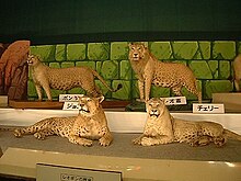 Čtyři vycpané exempláře leoponů – kříženců levharta a lva – stojí v místnosti muzea.