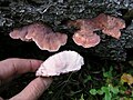 Leptoporus mollis