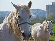 Lipizzans of the Lipik Stud