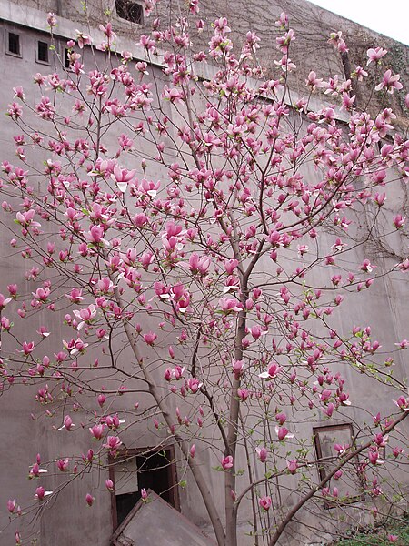 450px-Magnolia_liliiflora_against_wall.jpg