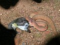 Trimeresurus malabaricus die een vrouwtje van Lotens honingzuiger te pakken heeft