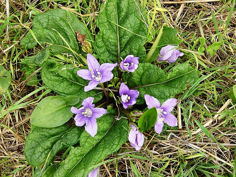 Mandragora officinarum