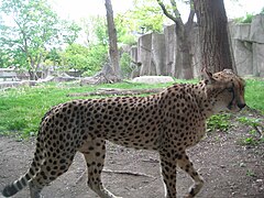 Gepard