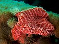 39 Monanchora unguifera (Pink Lumpy sponge)