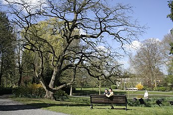 Corylus colurna in Mons (Belgium)