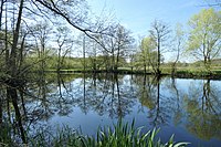 Teich am Pestruper Moor