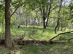 Eichen-/Birkenwald mit Pfeifengras südl. Bökerhöhe