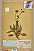 Neuchâtel Herbarium - Hieracium pictum - NEU000016001.jpg