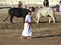 Bullfighting in Oman