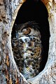 A Great Horned Owl (Bubo virginianus) sleeping at daytime in a hollow tree