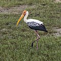 Painted stork (Mycteria leucocephala) Bundala.jpg