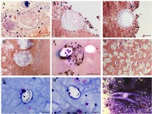 Parasite150031-fig1 Systematic revision of the adeleid haemogregarines.tif