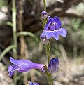 Flowers of Penstemon strictiformis