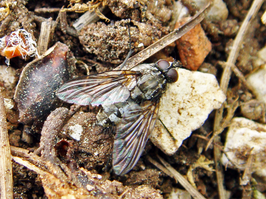 Phaonia trimaculata