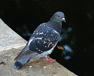 Common rock pigeon (Columba livia)