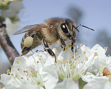 Chullumpi (Apis mellifera)