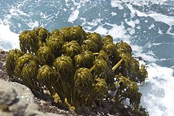 Postelsia palmaeformis no seu habitat nativo (na maré baixa).