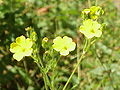 Miniatura para Potentilla collina