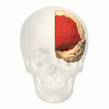 Rotating skull containing left Prefrontal cortex. The prefrontal cortex is highlighted