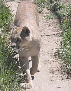 Un puma (Puma concolor) de la sous-espèce locale Puma concolor puma.