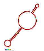 Listeria snRNA rli22: Predicted secondary structure taken from the Rfam database. Family RF01457.