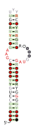 DUF3800-VIII Secondary structure taken from the Rfam database. Family RF03075