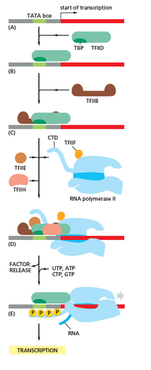 Image showing RNA polymerase interacting with different factors and DNA during transcription, especially CTD (C Terminal Domain) RNA role in the transcription and interaction with other transcription factors .png