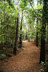 Reserva Florestal dos Mistérios de São João