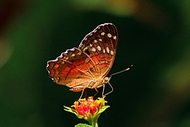 Revers de l'imago.