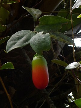 Semiramisia speciosa