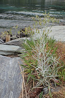 Senecio quadridentatus in Queenstown, Otago (New Zealand)