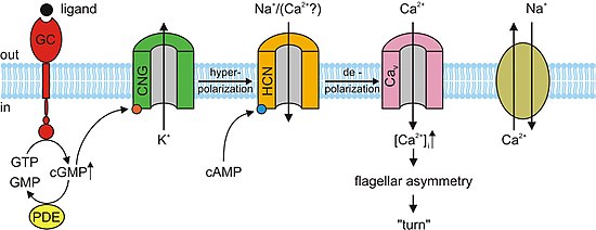 Where Does Transduction In The Eye Occur