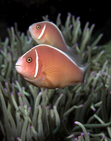 Skunk anemonefish.jpg