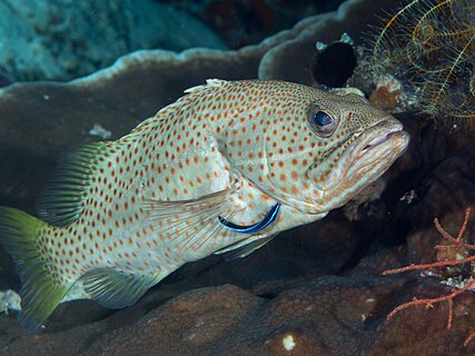 Eungkôt geurapèe bani panyang (Anyperodon leucogrammicus) di Raja Ampat (rayek gamba: 3.566 × 2.675)