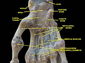 Wrist joint. Deep dissection.Anterior, palmar view