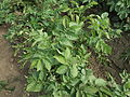 Solanum tuberosum Flava (02) .jpg