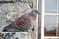 speckled pigeon