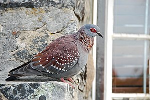 Speckledpigeon.JPG